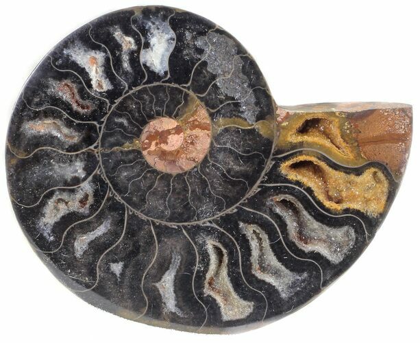 Split Black/Orange Ammonite (Half) - Unusual Coloration #55658